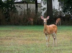 Deer-thumb-350x262-123971.jpg