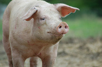 Thumbnail image for pigfarmsanctuary.jpg