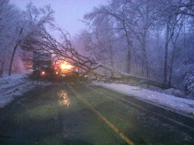 tree.JPG