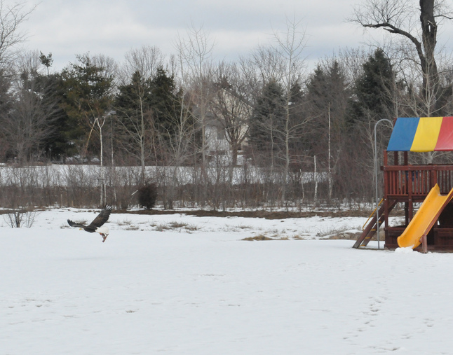 030813_BALD-EAGLE.JPG