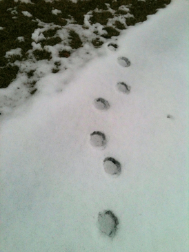 Bear_Snow_Tracks.jpg