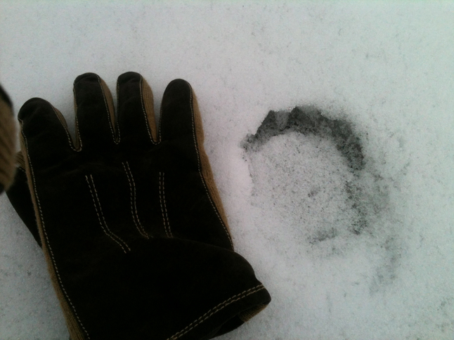 bear_print_snow.jpg