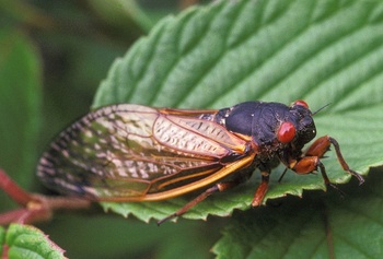 Cicada.jpg