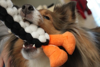 tug-dog-image-flickr-user-mccun934.jpg