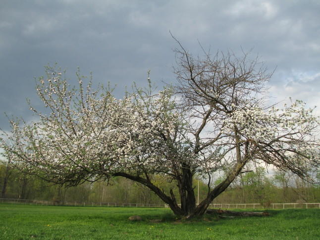 Ehman-May-2013-Old-Jonathon-apple-tree-northeast-pasture-Firesign-Family-Farm