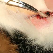 Thumbnail image for index.20032.1577317843200321.jpg