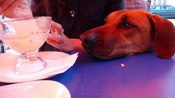 nickfarnhillridgeback.jpg
