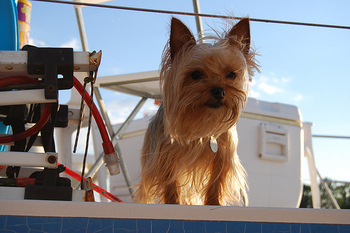 willwhitedcdogboat.jpg