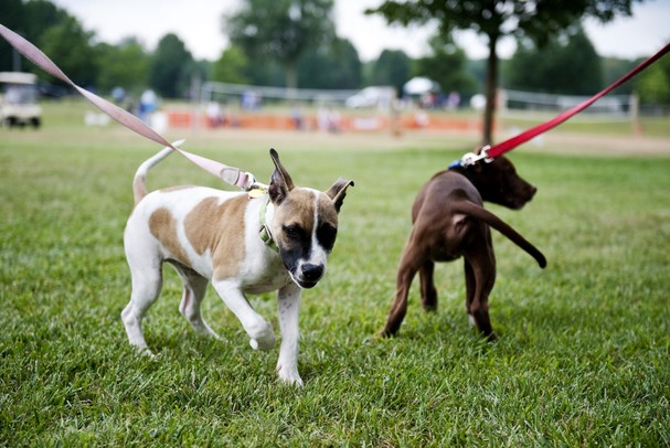 07272013_ENT_DogDaySummer_DJB_0005_display.JPG