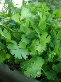 Cilantro.jpg