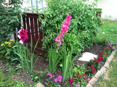 lizzy_alfs_garden_june.jpg