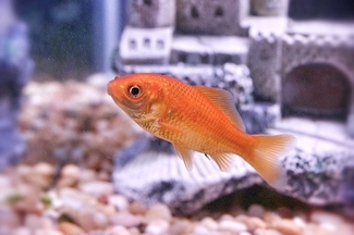 genistagoldfish.JPG