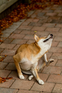 Thumbnail image for Dr. Alexander- August 2013- Itchy Dog.jpg