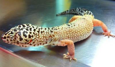 August-2013-Dr. Alexander-Leopard Gecko-post op.jpg