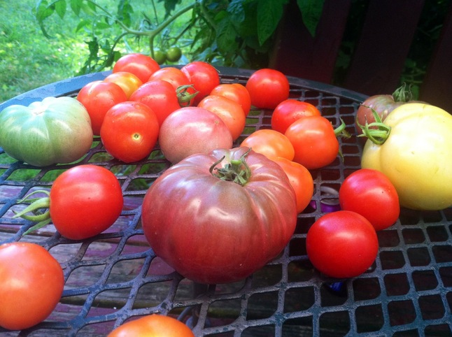 tomatoes_lizzy_alfs_garden.jpg