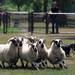 Green Acres Farm's herding dog, Spot, chases sheep toward their pen during a herding dogs demonstration.  Angela J. Cesere | AnnArbor.com 