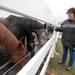 Tricia Terry gives a treat to her thoroughbred racehorse rescues. Angela J. Cesere | AnnArbor.com