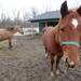 Rescue horses Nelly, right, and Sky stand in their pens. Angela J. Cesere | AnnArbor.com