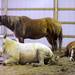 Rescue horses lay down to rest in the barn. Angela J. Cesere | AnnArbor.com