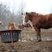 Millie, right, stands in a pen with other rescued workhorses. Angela J. Cesere | AnnArbor.com