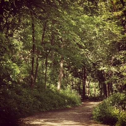 The sun shines through the trees along a path at Nicholas Arboretum. (klevrgirl)