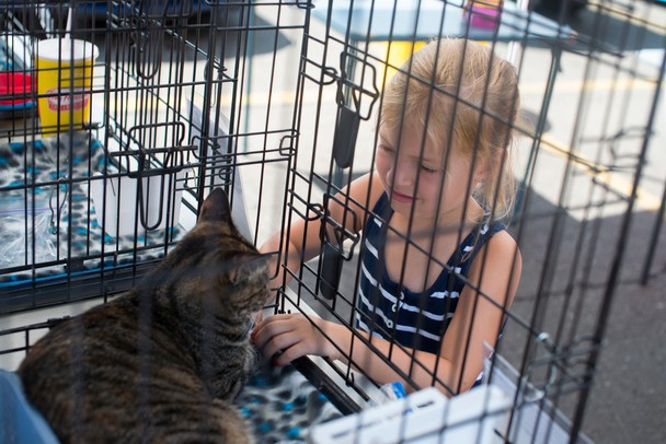 Adoption Petco Cat