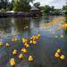 Spectators watch as about 1,300 rubber ducks race down the Huron river during the Ypsilanti Heritage Festival duck race, Sunday, August 18.
Courtney Sacco I AnnArbor.com   