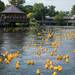 About 1,300 rubber ducks race down the Huron river during the Ypsilanti Heritage Festival duck race hosted by the Ypsilanti Kiwanis, Sunday, August 18.
Courtney Sacco I AnnArbor.com   