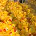 About 1,300 rubber ducks sit in the duck drop above the Huron river before the start of the Ypsilanti Heritage Festival duck race, Sunday, August 18.
Courtney Sacco I AnnArbor.com   