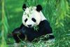Panda House