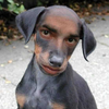 user-pic