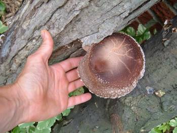 mushroom with hand small project grow.jpg