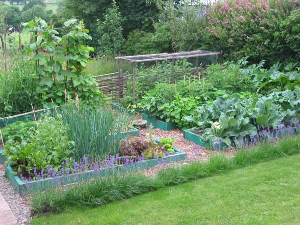 permaculture-garden-reduced.jpeg