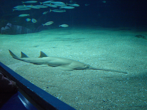 swordfish2.jpg