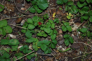 Barren Strawberry Isn T A Tasty Native, Barren Strawberry Ground Cover