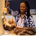 Kathy Calhoun, a judge for the The Cat Fanciers' Association Cat Show, examines Joelen Bartholomew, a Maine Coone cat from Kitchener, Canada during the 2012 Cat Fanciers's Association Cat Show at the University of Michigan Sports Coliseum in Ann Arbor, Mich. on Saturday morning. The show brought about 90 exhibitors with 150 cats being shown from across the U.S. and Canada.  Angela J. Cesere | AnnArbor.com