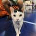 Halle, a Japanese Bobtail cat from Fowlerville, wanders around on a lease next to her owner, Kevin Mathis. Angela J. Cesere | AnnArbor.com