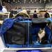Windsor, an 8-month-old Norwegian Forest cat looks out from his travel house at the Cat Fanciers' Association Cat Show. Angela J. Cesere | AnnArbor.com