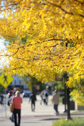 Trees turning yellow outside of The Michigan League on Oct. 4, 2011. Angela J. Cesere | AnnArbor.com