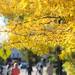 Trees turning yellow outside of The Michigan League on Oct. 4, 2011. Angela J. Cesere | AnnArbor.com