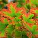 Leaves changing color in the School of Social Work courtyard on Oct. 4, 2011. Angela J. Cesere | AnnArbor.com