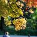 A man sitting on a bench next to a tree changing color outside of U-M's Shapiro Library on Oct. 4, 2011. Angela J. Cesere | AnnArbor.com