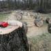 A large tree stump stands beside the chopped up trunk of a damaged tree at the Fike residence on Dexter-Pinckney road. Angela J. Cesere | AnnArbor.com
