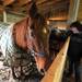 Starry Skies Equine Rescue and Sanctuary owner Tricia Terry, right pets rescue horse Ronnie, center, and Peaches, left. Angela J. Cesere | AnnArbor.com