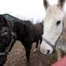 Rescue horses Waffles, right, and Cole in their pen. Angela J. Cesere | AnnArbor.com