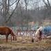 Rescue horses Lacey Two, left, and Chandler feed out of a circular bin. Angela J. Cesere | AnnArbor.com