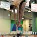 Saginaw Heritage High School's Nick Robinson competes boys 1 meter diving championship round at the MHSAA swim and dive chapionships at Eastern Michigan University in Ypsilanti, Mich. on March 10, 2011. Angela J. Cesere | AnnArbor.com
