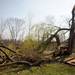 Trees damaged by the tornado behind Janet McDole's house in the Carriage Hills neighborhood. Angela J. Cesere | AnnArbor.com
