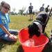 11-year-old volunteer Maddie Walker watches as Tango, a lab and rottweiler mix, bobs for hot dogs during the Walk and Wag fundraiser for the Humane Society of Huron Valley at Rolling Hills Park on Saturday morning. Angela J. Cesere | AnnArbor.com