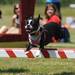 Boo, a Boston Terrier from Ann Arbor, jumps over a hurdle during the Walk and Wag fundraiser for the Humane Society of Huron Valley at Rolling Hills Park on Saturday morning. Angela J. Cesere | AnnArbor.com